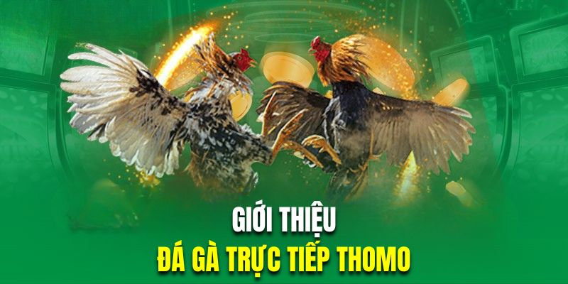 Đôi nét về loại hình đá gà trực tiếp Thomo